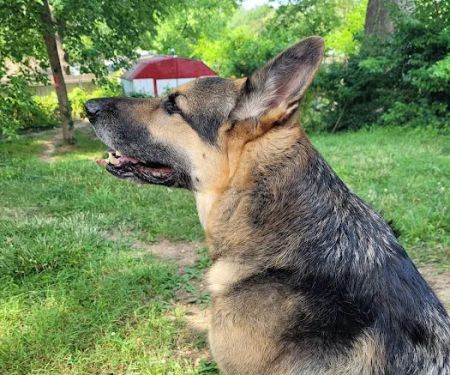 Lemay Animal Hospital Inc