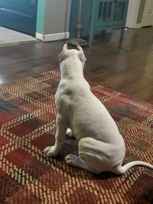 Lemay Animal Hospital Inc Picture 4