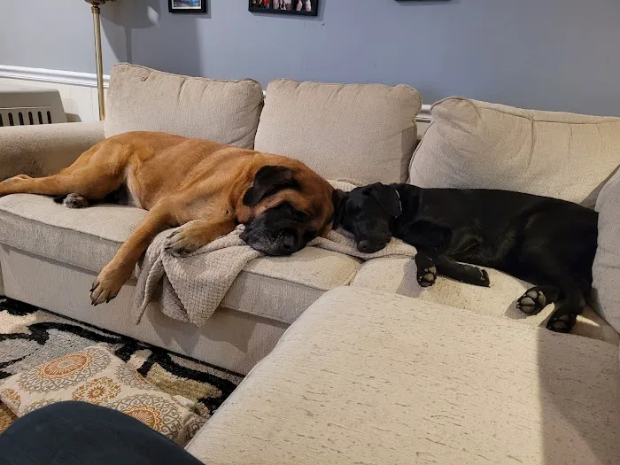 Lemay Animal Hospital Inc Picture 6