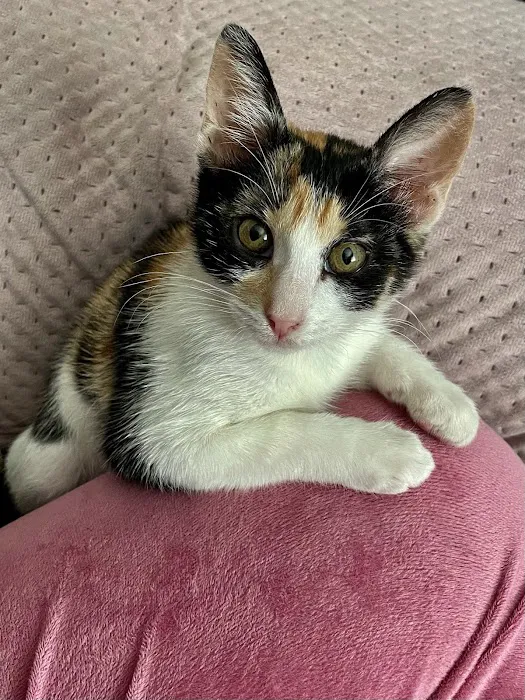 Lemay Animal Hospital Inc Picture 9