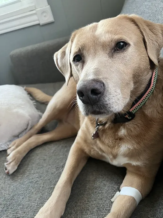 Lemay Animal Hospital Inc Picture 7