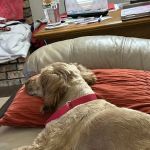 Affton Veterinary Clinic