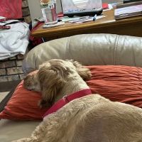 Affton Veterinary Clinic ico