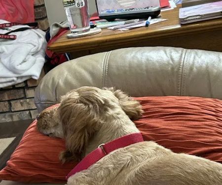 Affton Veterinary Clinic