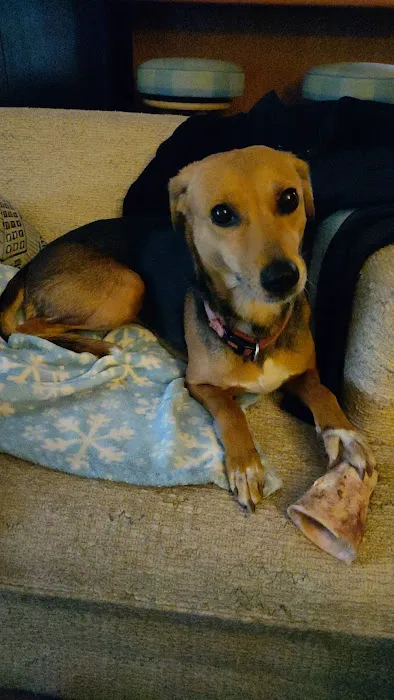 Affton Veterinary Clinic Picture 2