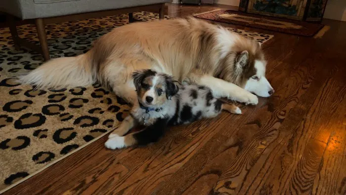 Affton Veterinary Clinic Picture 3