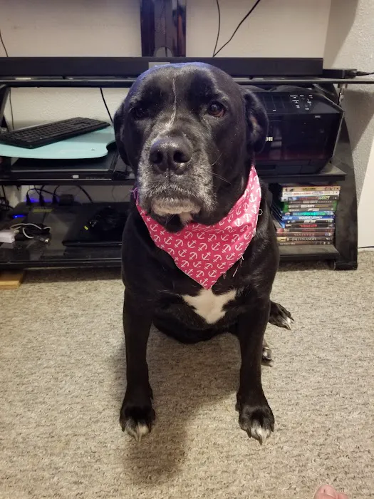 Affton Veterinary Clinic Picture 6