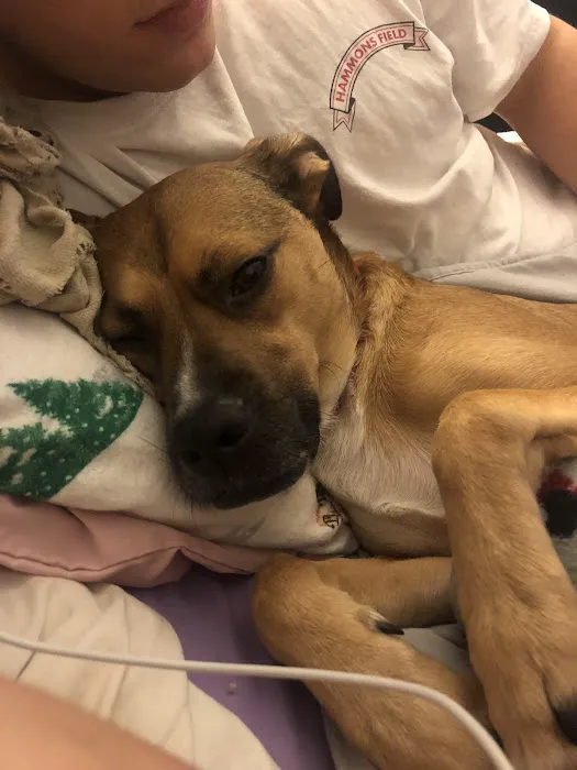 Affton Veterinary Clinic Picture 4