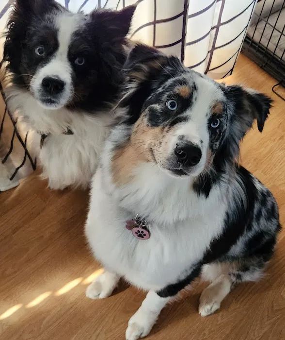 Affton Veterinary Clinic Picture 5