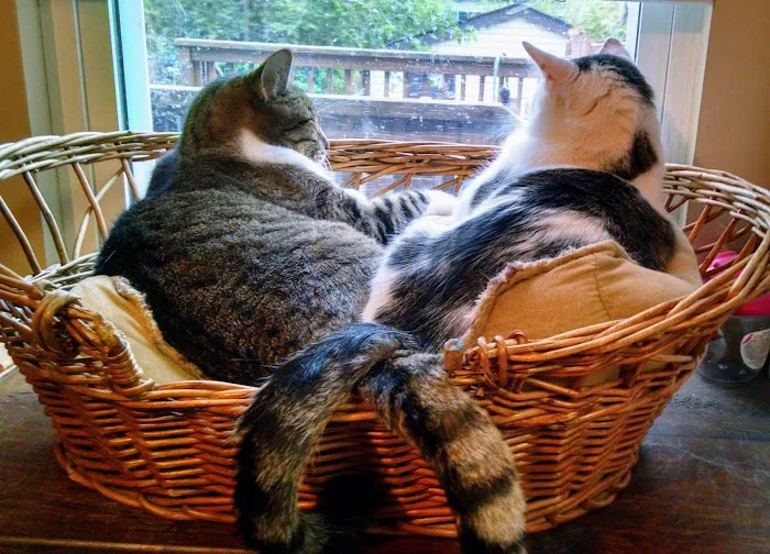 Affton Veterinary Clinic Picture 10