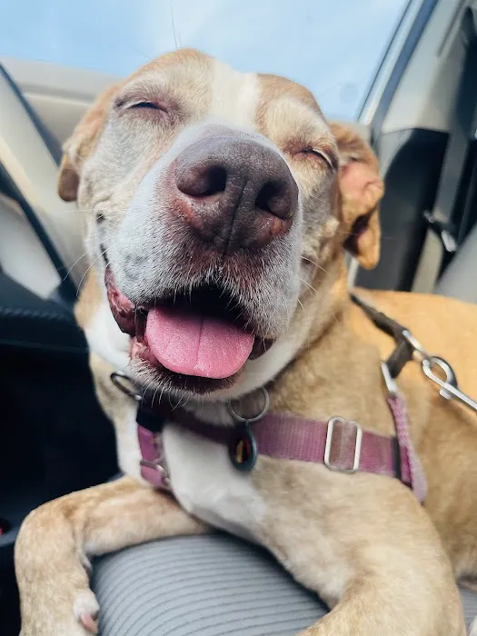 Affton Veterinary Clinic Picture 9