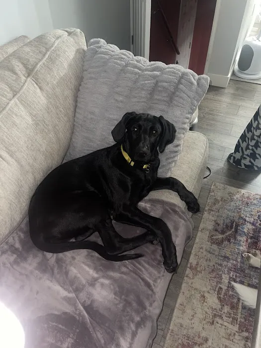 Affton Veterinary Clinic Picture 8