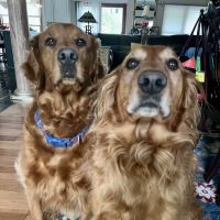 MacKenzie Pointe Animal Hospital ico