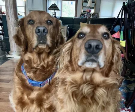 MacKenzie Pointe Animal Hospital