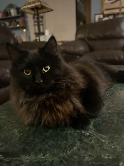 MacKenzie Pointe Animal Hospital Picture 8