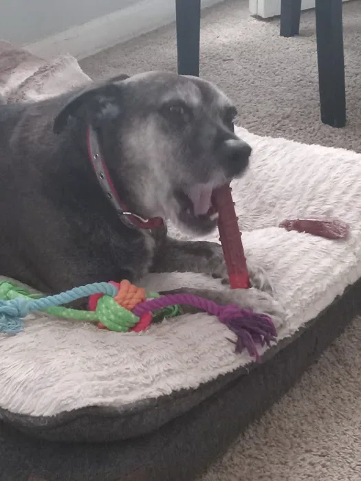 Vetco Vaccination Clinic Picture 1