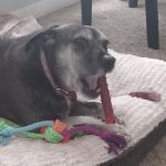 Vetco Vaccination Clinic