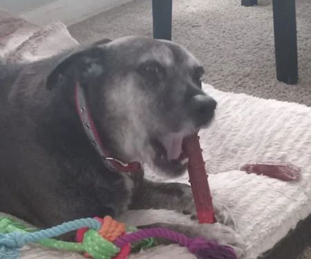 Vetco Vaccination Clinic