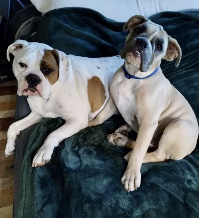 Webster Groves Animal Wellness Center Picture 2