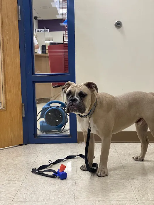 Webster Groves Animal Wellness Center Picture 4