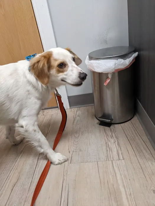 Webster Groves Animal Wellness Center Picture 1