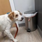 Webster Groves Animal Wellness Center