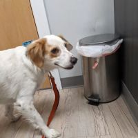 Webster Groves Animal Wellness Center ico