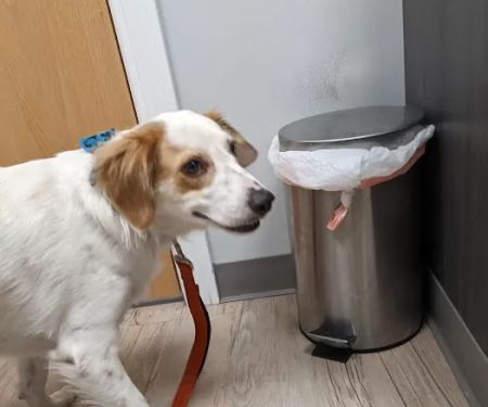 Webster Groves Animal Wellness Center