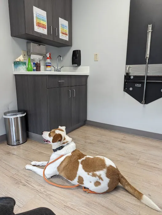 Webster Groves Animal Wellness Center Picture 3