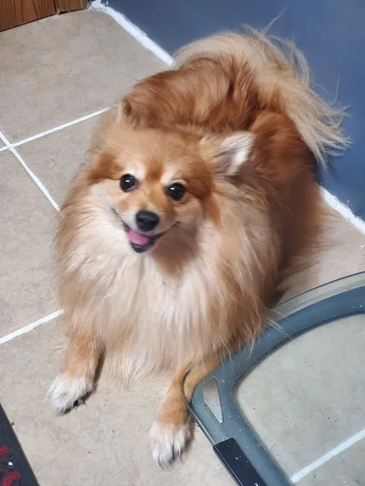 Webster Groves Animal Wellness Center Picture 8