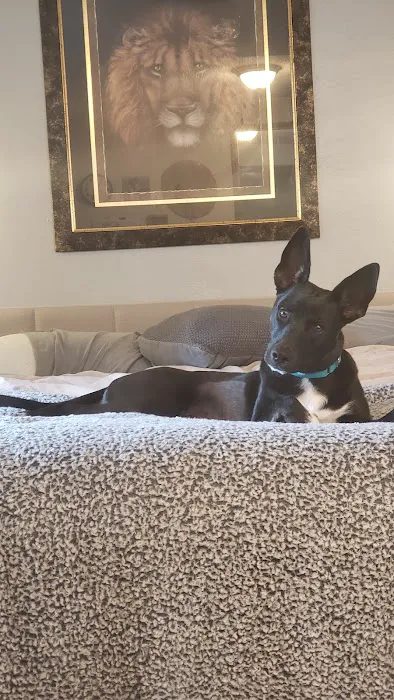 Webster Groves Animal Wellness Center Picture 5