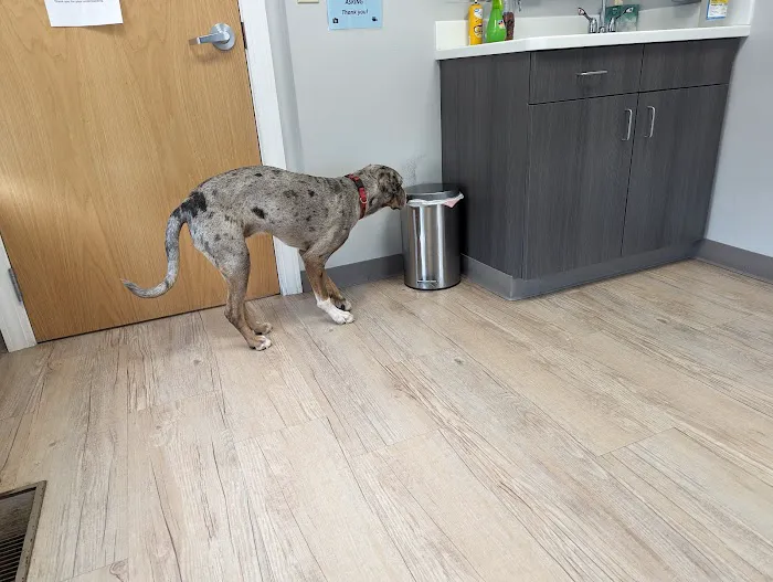 Webster Groves Animal Wellness Center Picture 6