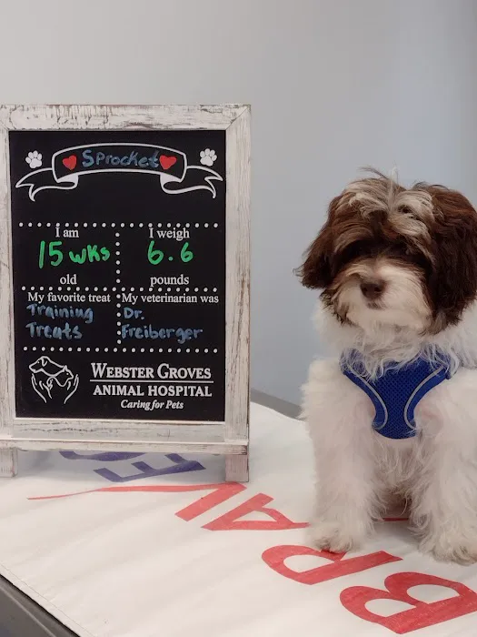 Webster Groves Animal Wellness Center Picture 7