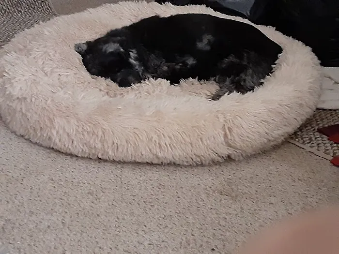 West Side Animal Clinic Picture 1