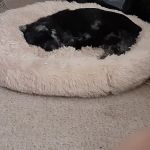 West Side Animal Clinic