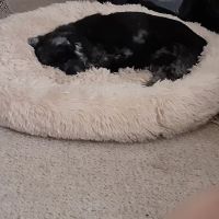 West Side Animal Clinic ico