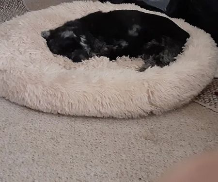 West Side Animal Clinic