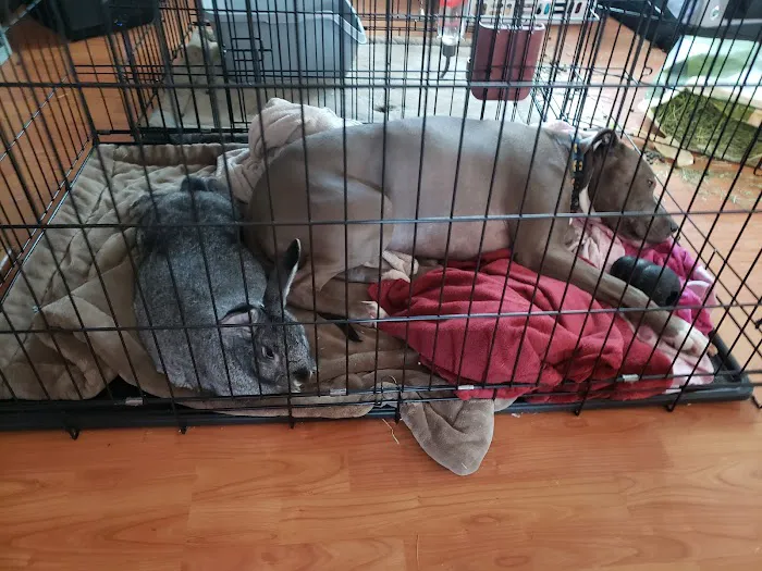 Kersting Veterinary Hospital and Bird Medicine and Surgery Picture 1