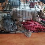 Kersting Veterinary Hospital and Bird Medicine and Surgery