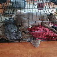 Kersting Veterinary Hospital and Bird Medicine and Surgery ico