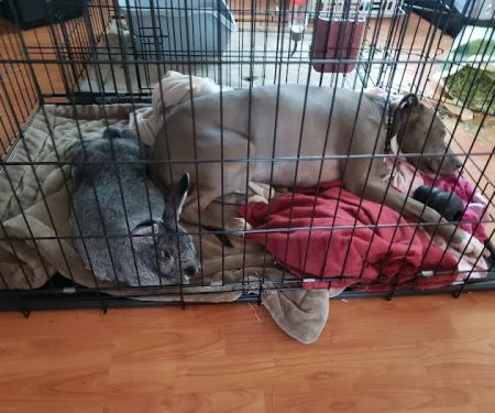 Kersting Veterinary Hospital and Bird Medicine and Surgery