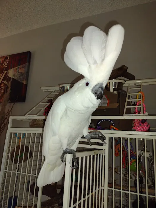 Kersting Veterinary Hospital and Bird Medicine and Surgery Picture 3