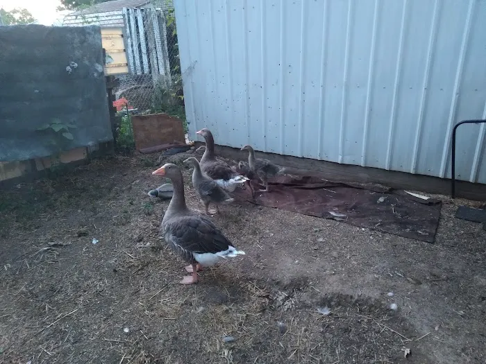 Kersting Veterinary Hospital and Bird Medicine and Surgery Picture 4