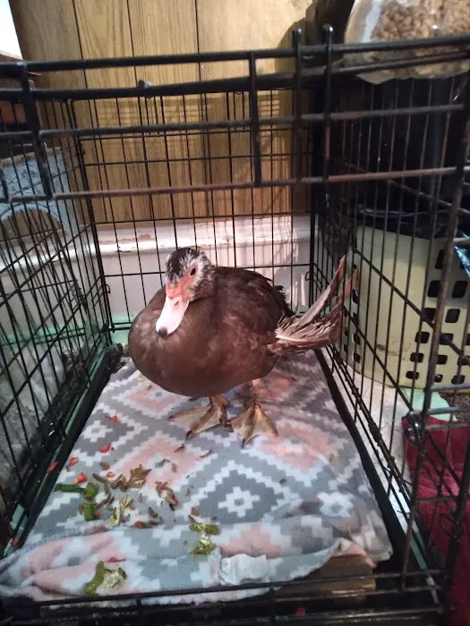 Kersting Veterinary Hospital and Bird Medicine and Surgery Picture 5