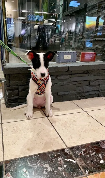 Kersting Veterinary Hospital and Bird Medicine and Surgery Picture 6