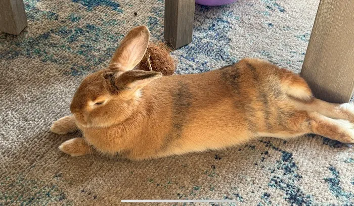 Kersting Veterinary Hospital and Bird Medicine and Surgery Picture 9