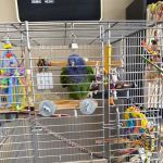 Bird Medicine & Surgery