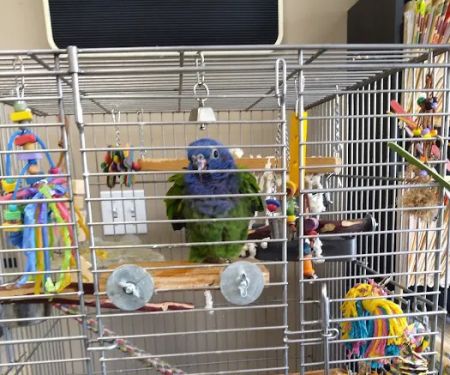 Bird Medicine & Surgery