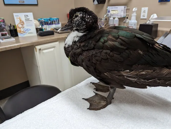 Bird Medicine & Surgery Picture 2