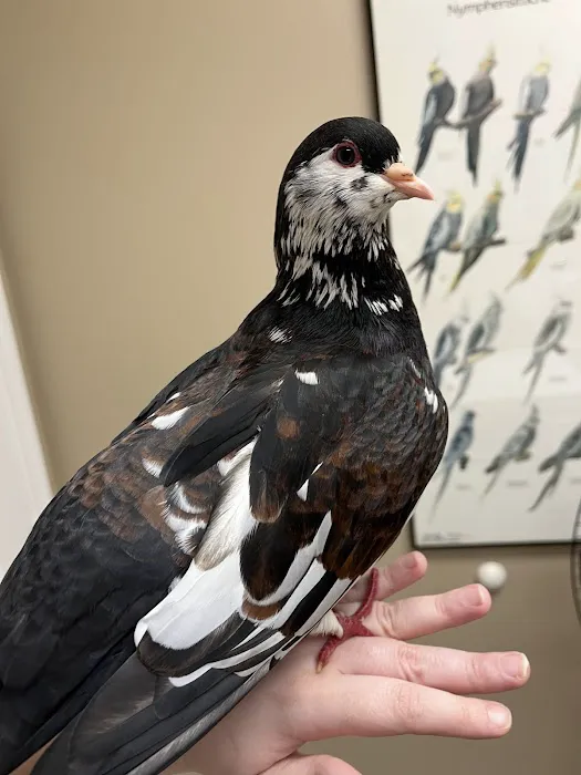 Bird Medicine & Surgery Picture 4